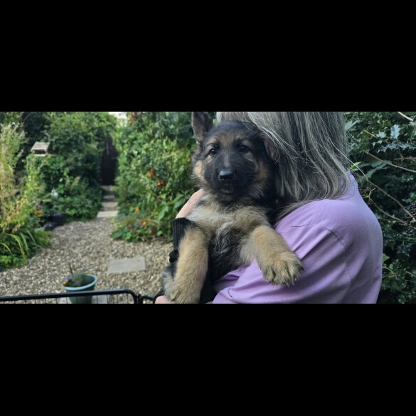 German Shepherd (Alsatian) - Both