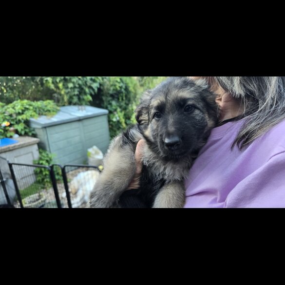 German Shepherd (Alsatian) - Both