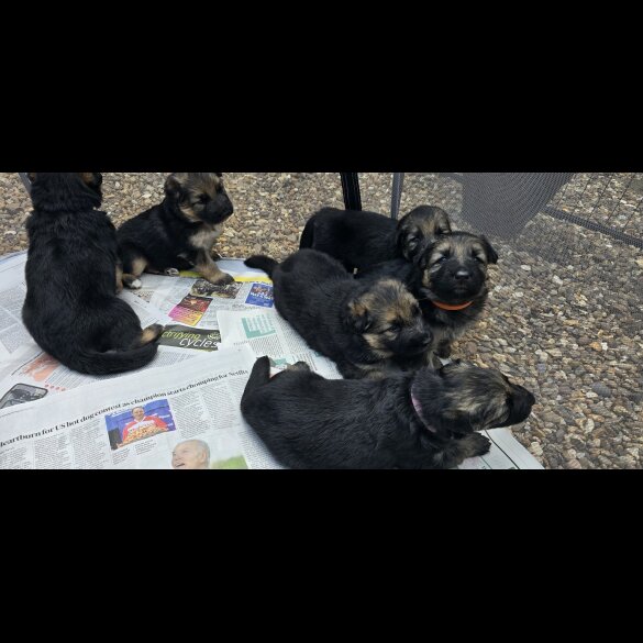 German Shepherd (Alsatian) - Both