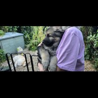 German Shepherd (Alsatian) - Both