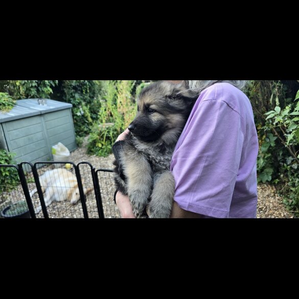 German Shepherd (Alsatian) - Both