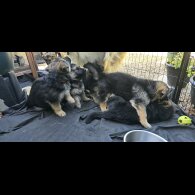 German Shepherd (Alsatian) - Both
