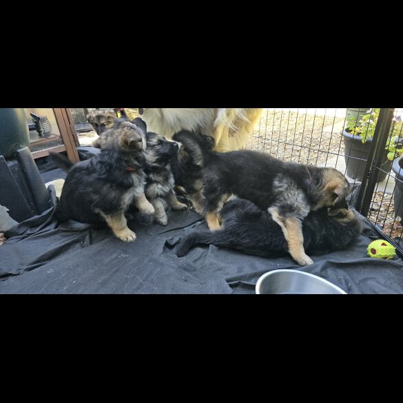 German Shepherd (Alsatian) - Both
