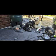 German Shepherd (Alsatian) - Both