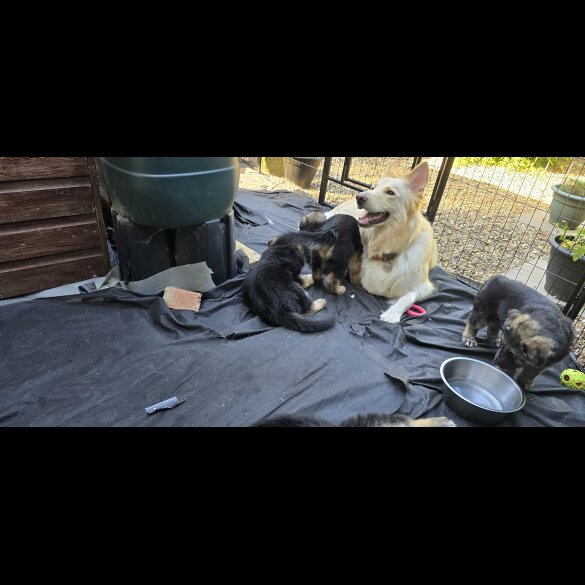 German Shepherd (Alsatian) - Both
