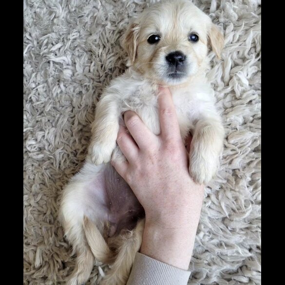 Golden Retriever - Both