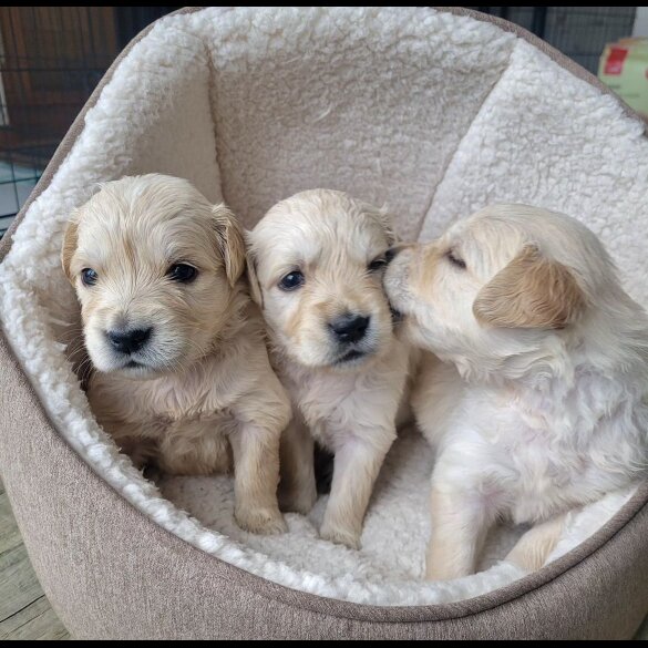 Golden Retriever - Both