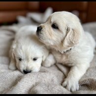 Golden Retriever - Both