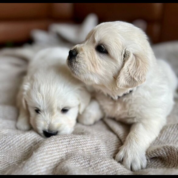 Golden Retriever - Both