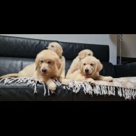 Golden Retriever - Both