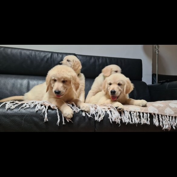 Golden Retriever - Both