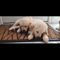 Golden Retriever - Both