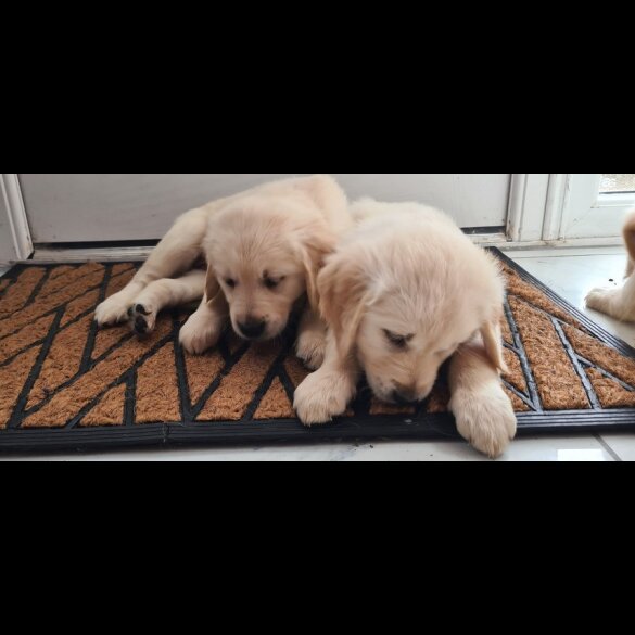 Golden Retriever - Both