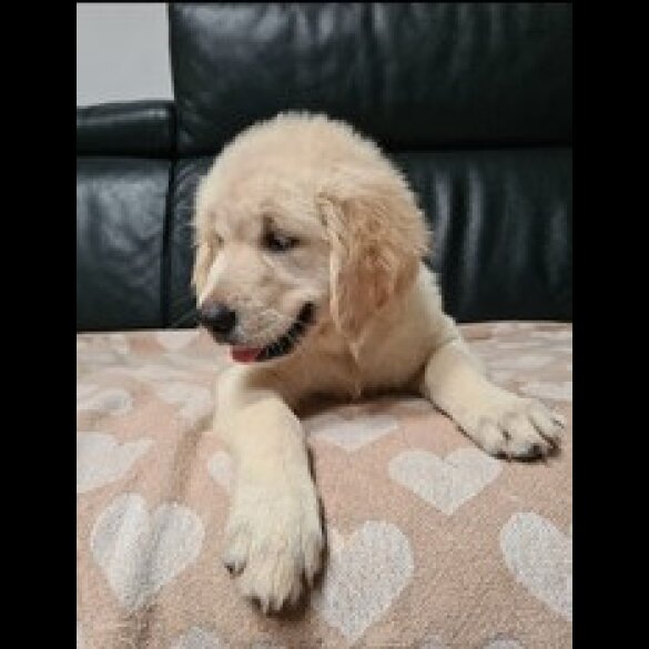 Golden Retriever - Both