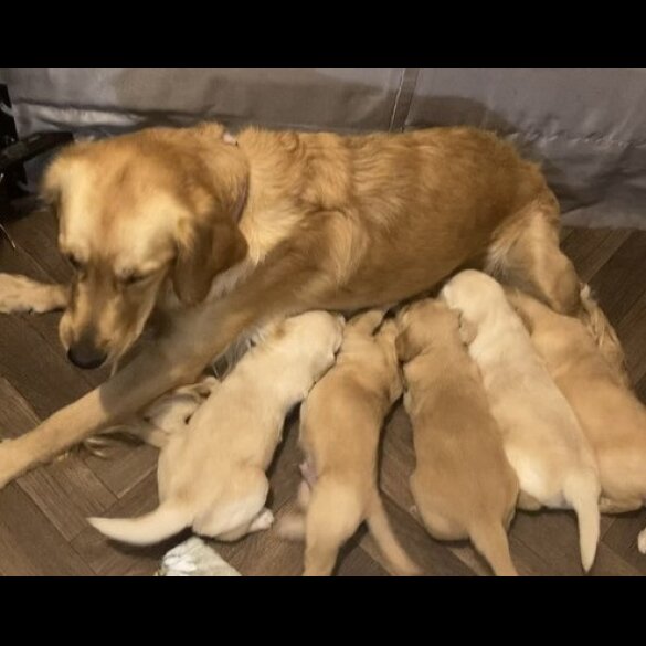 Golden Retriever - Both