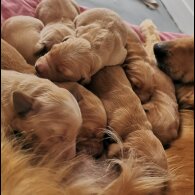 Golden Retriever - Both