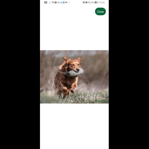 Golden Retriever - Both