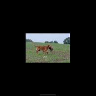 Golden Retriever - Both