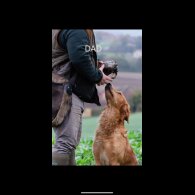 Golden Retriever - Both