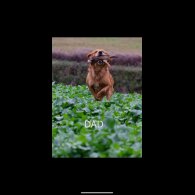 Golden Retriever - Both