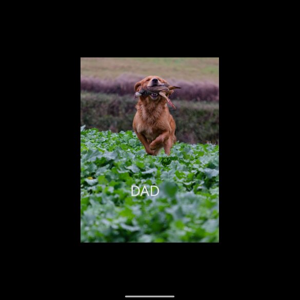 Golden Retriever - Both
