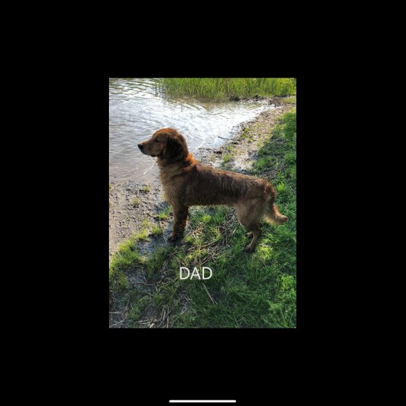 Golden Retriever - Both