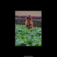 Golden Retriever - Both