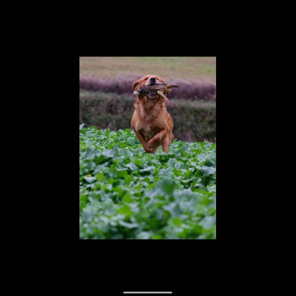 Golden Retriever - Both