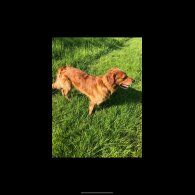 Golden Retriever - Both