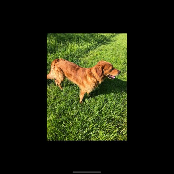 Golden Retriever - Both