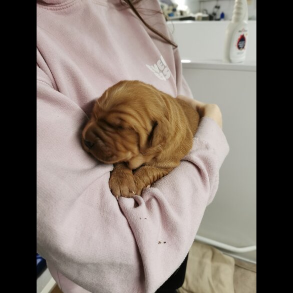 Golden Retriever - Both