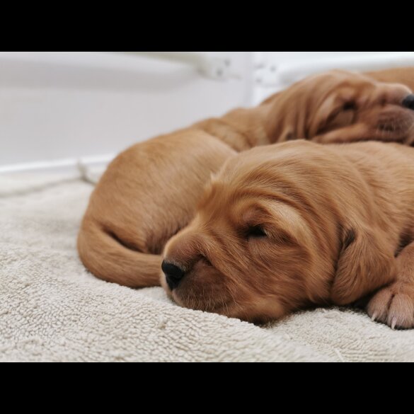 Golden Retriever - Both