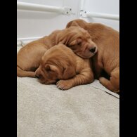 Golden Retriever - Both