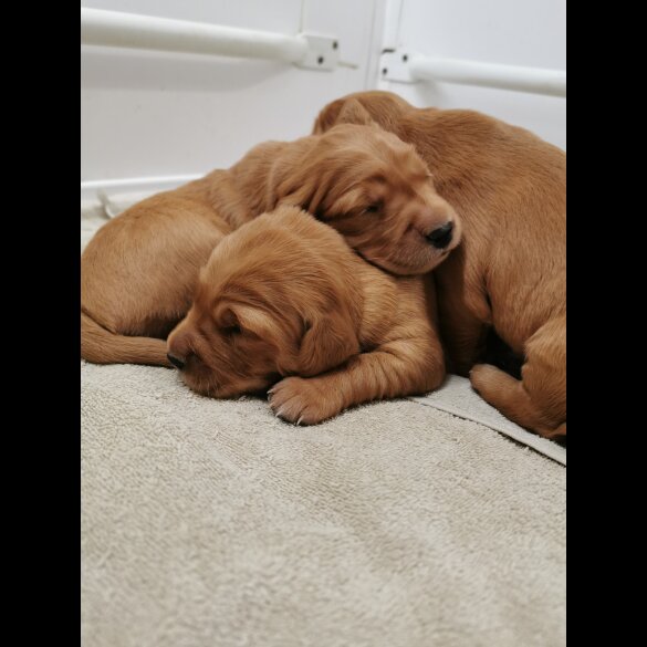 Golden Retriever - Both