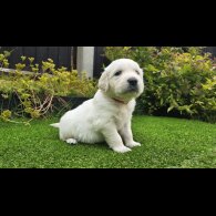 Golden Retriever - Both