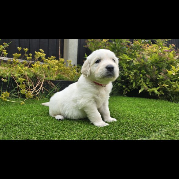 Golden Retriever - Both