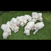 Golden Retriever - Both