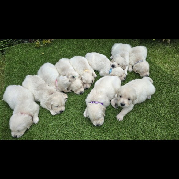 Golden Retriever - Both