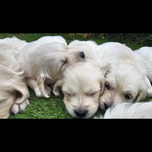 Golden Retriever - Both