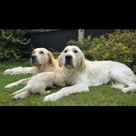 Golden Retriever - Both