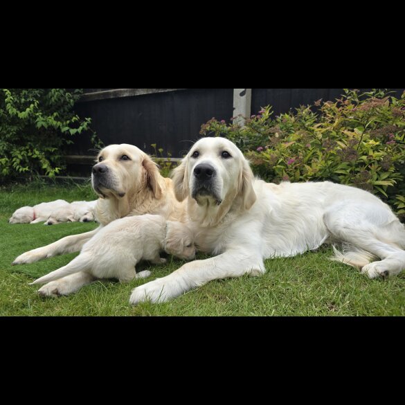 Golden Retriever - Both