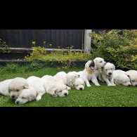 Golden Retriever - Both