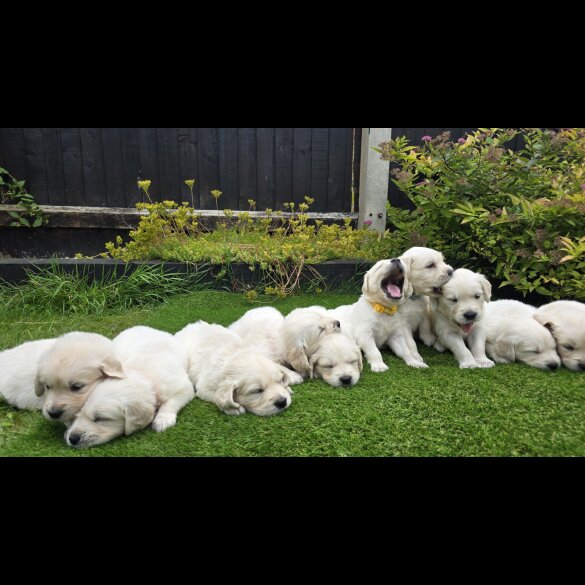 Golden Retriever - Both