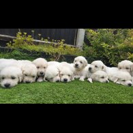 Golden Retriever - Both