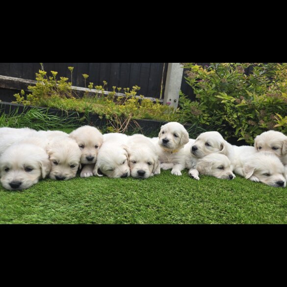 Golden Retriever - Both