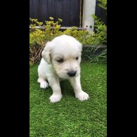Golden Retriever - Both