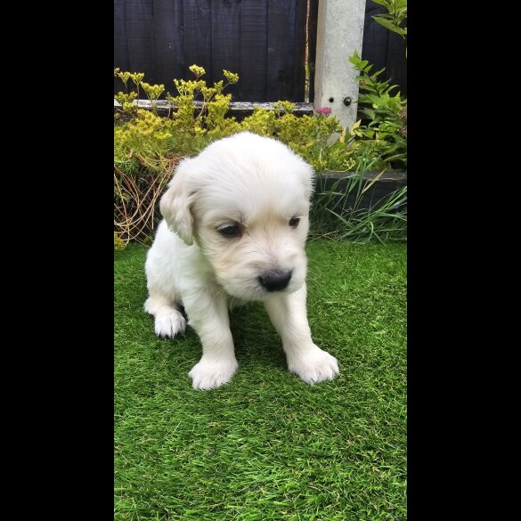 Golden Retriever - Both