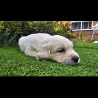Golden Retriever - Both