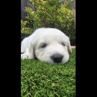 Golden Retriever - Both