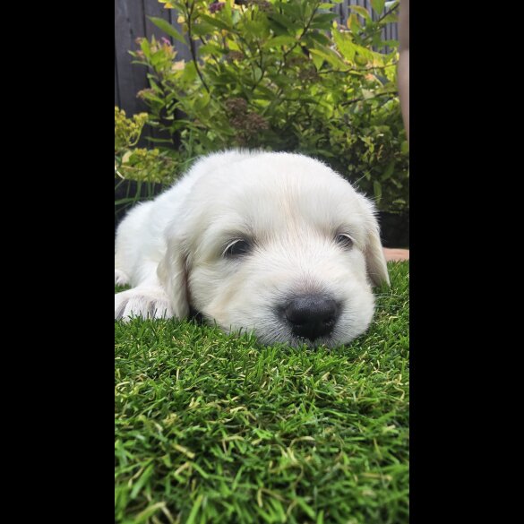 Golden Retriever - Both